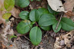 Eastern teaberry <BR>Wintergreen